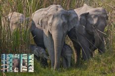 सामने आया है जंगली हाथी को काबू का तरीका, खतरनाक वीडियो मचा रहा इंटरनेट पर तहलका

