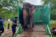 Murder case against the elephant :  डेढ़ साल बाद हत्या के आरोपी हाथी को जंजीरों से मिली रिहाई,  दुधवा नेशनल पार्क शिफ्ट