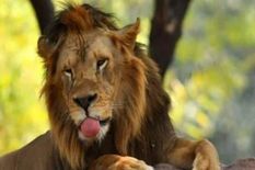 बड़ी खबरः चिड़ियाघर के चार शेरों में मिला कोरोना का सबसे खतरनाक वैरिएंट, मच गया हड़कंप