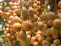 असम से दुबई निर्यात की गई असमिया बर्मी अंगूर, व्यापार को मिलेगा बढ़ावा