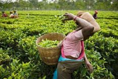 CM हिमंता ने चाय बागान मजदूरों के मेहनताने में वार्षिक वृद्धि पर दिया जोर



