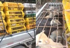 सामने आया चीन का सबसे घिनौना चेहरा, कुत्तों को जिंदा जलाकर खा रहे हैं उनका मांस





