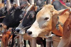 असम विधानसभा में पेश होगा Cow Protection Bill, फिर लग जाएगी इतनी बड़ी पाबंदी