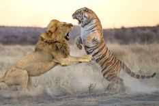 हो गया बड़ा खुलासा! क्यों शेर की जगह बाघ को बनाया गया था भारत का राष्ट्रीय पशु