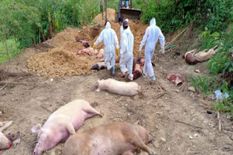 इस राज्य में अफ्रीकी स्वाइन फ्लू का कहर, 10,621 सूअरों की मौत




