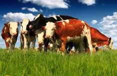 Assam Assembly ने पास किया Cattle Protection Bill, मांस के लिए गाय की हत्या करने पर होगी सख्त कार्रवाही