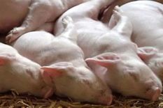 अफ्रीकी स्वाइन फीवर का कहर, 18 महीने में 39,000 सुअरों की मौत



