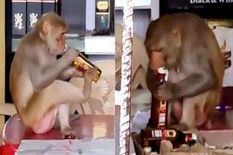 ठेके में घुसा बंदर, दांतों से बोतल खोली और मस्ती से पी शराब, वीडियो वायरल