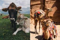 बकरीद से पहले सरकार का बड़ा फैसला, इन पशुओं की नहीं दे सकेंगे कुर्बानी