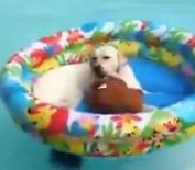 अपने खिलौने पर बैठकर पूल में एन्जॉय कर रहा था कुत्ता, वीडियो हुआ वायरल











