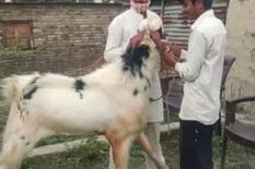 बकरीद से पहले सुर्खियों में आया ये बकरा, लगी 36 लाख रुपये की बोली, मालिक ने मांगे एक करोड़