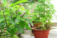 घर में अगर लगा है तुलसी का पौधा तो जरूर करें ये टोटके, बदल जाएगी आपकी किस्मत