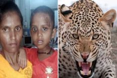 5 साल की मासूम बेटी को बचाने के लिए खूंखार तेंदुए से भिड़ गए मां, डंडे से पीटकर किया बुरा हाल