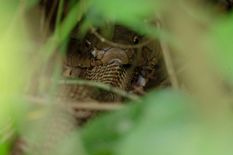गजब! यहां दूसरे सांप को निगल गया किंग कोबरा, खतरनाक तस्वीर आई सामने