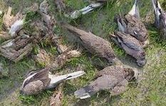 असम बड़ी संख्या में पक्षियों की मौत, मंत्री ने दिए जांच के आदेश



