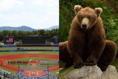 Tokyo Olympics में मचा हंगामा, मैच से पहले बेसबॉल स्टेडियम में घुस गया भालू