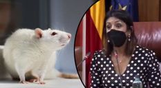 Spain Parliament में चूहे ने मचाया आतंक, स्पीकर का हुआ ये हाल