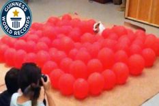 कुत्ते ने इतनी फुर्ती से फोड़े 100 गुब्बारे कि बन गया वर्ल्ड रिकॉर्ड, वीडियो वायरल
