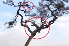 पेड़ पर बंदर का शिकार करने चला था तेंदुआ, लेकिन फुर्ती ने ताकत को इस तरह दी मात, देखें वीडियो