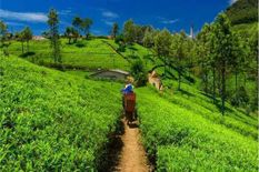त्रिपुरा सरकार ने की चाय बागान में पर्यटन के लिए 20 हेक्टेयर भूमि आवंटित की