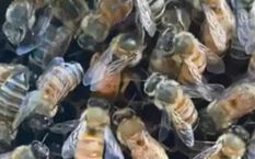 झुंड के बीच अंडे दे रही थी रानी मधुमक्खी, वीडियो हुआ वायरल 



