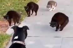 कुत्ता करने जा रहा था हमला, फिर बिल्लियों ने दिखाई एकता की ताकत, वीडियो देख रह जाएंगे हैरान







