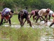 पंजाब के 2.85 लाख कृषि मजदूरों और भूमिहीन किसानों को 520 करोड़ रुपए की कर्ज राहत 

