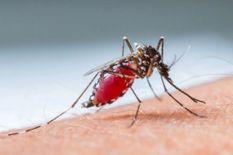 इंसान की जिंदगी खत्म कर सकता है सिर्फ एक मच्छर, जानिए इस मानसून में मलेरिया और डेंगू से कैसे बचें
