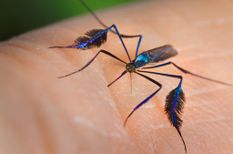 कभी देखा दुनिया का सबसे खूबसूरत मच्छर... देखते ही दिल दे बैठोंगे आप