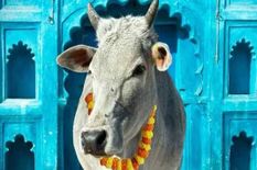 हाईकोर्ट का बड़ा फैसला! गाय को बनाया जाए भारत का राष्ट्रीय पशु
