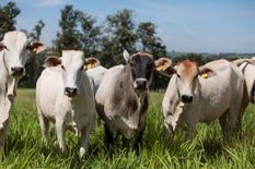 हाई कोर्ट का बड़ा फैसला, यज्ञ में गाय का घी डालने से होती है बारिश, पंचगव्य से दूर होती हैं बीमारियां
