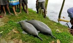 असम में गंगा की दो डॉल्फिन पाई गई मृत, शिकारियों के मारने की आशंका