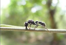 गणेश चतुर्थी से पहले ही अरुणाचल में देखी गई गणेशैयाही नाम की दुर्लभ चींटी प्रजातियां
