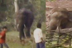 छत्तीसगढ़ के महासमुंद में हाथी ने मचाया कोहराम, 2 लोगों को उतारा मौत के घाट