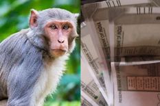 गजबः पेड़ पर चढ़ा बंदर और कर दी नोटों का बारिश, 500-500 के नोट उठाने दौड़ पड़े लोग