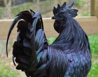 ये है दुनिया का सबसे महंगा चिकन, काला मांस और काली हड्डियां 