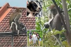 पिल्ले को पेड़ पर उठा ले गया बंदर, 3 दिन बाद छोड़ा, जानिए क्यों किया ऐसा