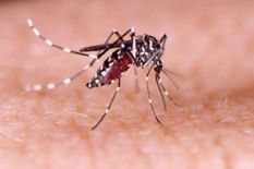 डॉक्टरों ने दी बड़ी चेतावनी, अगर आपको हो चुकी है ये बीमारी तो डेंगू ले लेगा जान