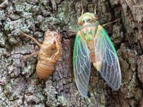 Meghalaya के वैज्ञानिकों ने खोज निकाली नागालैंड की पहली Cicada species 