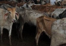 गाय चोरी के शक में पीट-पीट कर युवक की हत्या, बांग्लादेश से आए थे 
