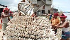 Durga Puja से पहले बांग्लादेश ने Tripura को दिया तोहफा, 10 साल बाद हटाया  'Hilsa fish' से प्रतिबंध