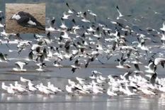 गजब! यहां गोल-गोल घूमकर जान दे रहे हजारों पक्षी, वैज्ञानिकों ने दी इतनी बड़ी चेतावनी