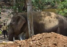 असम में जंगली हाथी ने महिला को कुचल कर मार डाला, नदी में नहाने गई थी महिला