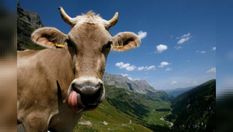 गाय के घी से बनती है 1 टन ऑक्सीजन, जानिए गाय के पंचगव्य की हैरान कर देने वाले फेक्ट