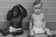बच्चे के साथ खेलने के लिए लाए थे चिम्पांजी, बच्चा बन गया बंदर, जानिए कैसे