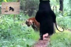 भालू को पैरों पर खड़ा देख दुबक कर जमीन पर बैठा गया टाइगर, जानिए फिर क्या हुआ