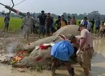 असम में 10 दिनों में 2 हथिनी की हुई अप्राकृतिक मौत, शरीर पर थे जलने के कई निशान