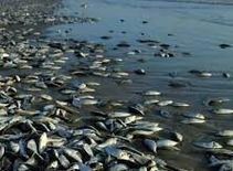 इस राज्य में अचानक काली हुई नदी, मर गईं हजारों मछलियां, मचा हंगामा
