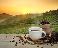रोजगार पैदा करने के लिए मेगा कॉफी की खेती करेगी ये राज्य सरकार