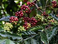 अब नागालैंड में बड़े पैमाने पर होगी कॉफी की खेती, 50 हजार हेक्टेयर में पैदावार का रखा गया लक्ष्य